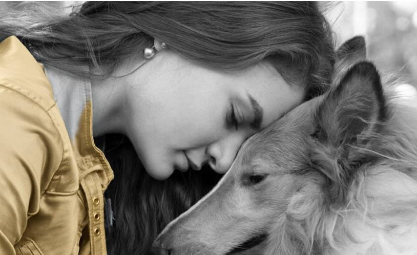 étapes du deuil animalier schéma