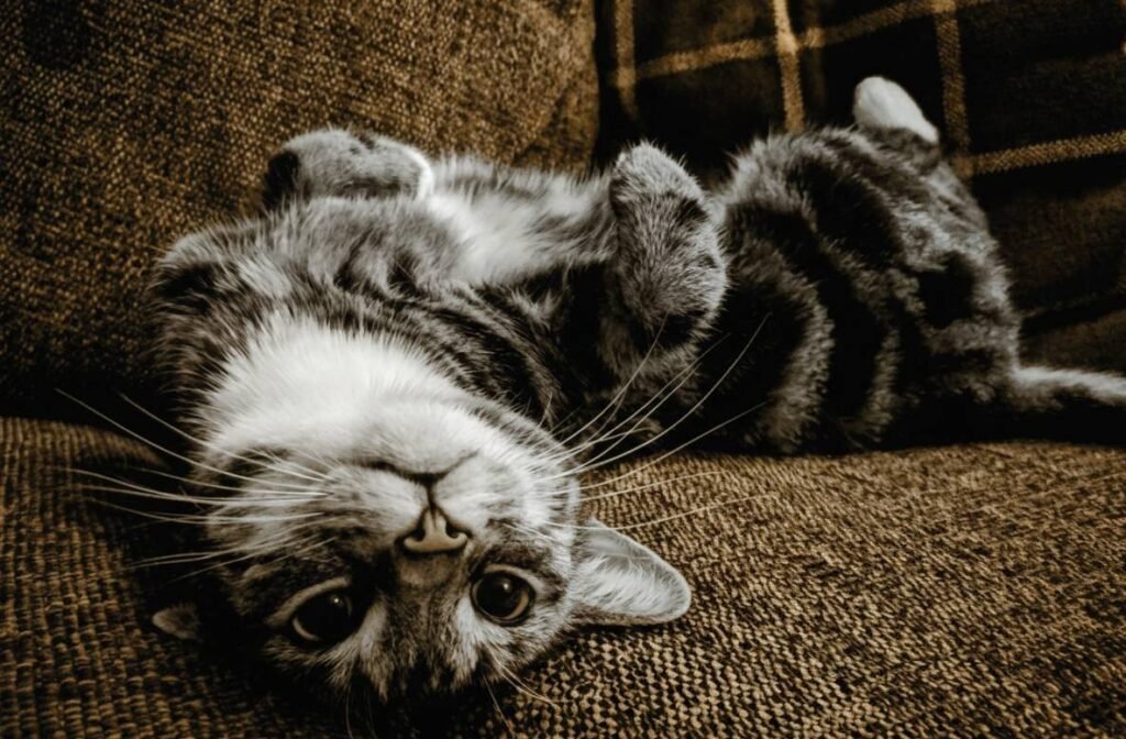 personne triste tenant la photo de son animal décédé