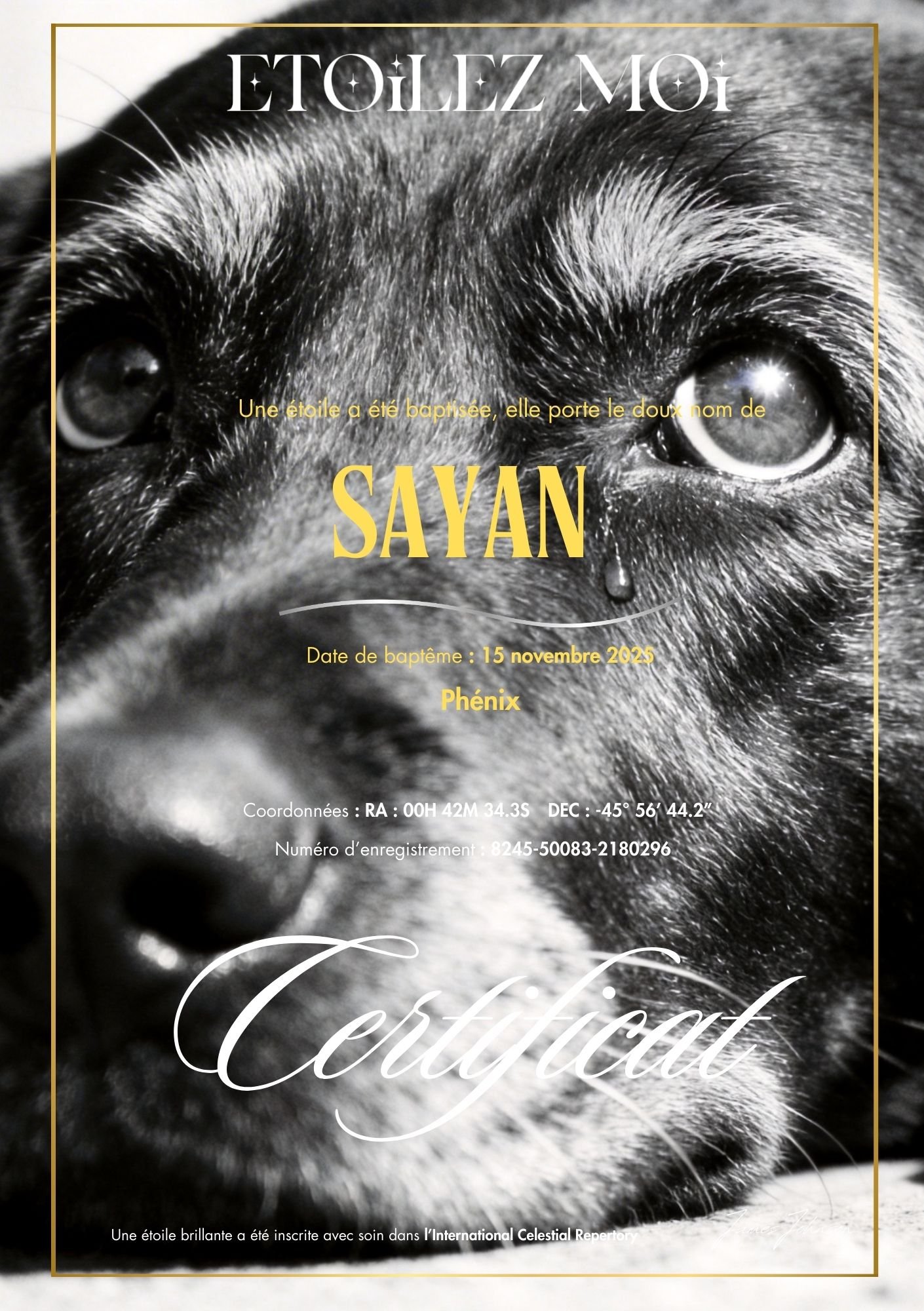 Certificat de baptême d'étoile illustré d'un chien allongé, une larme au coin de l'œil, en noir et blanc