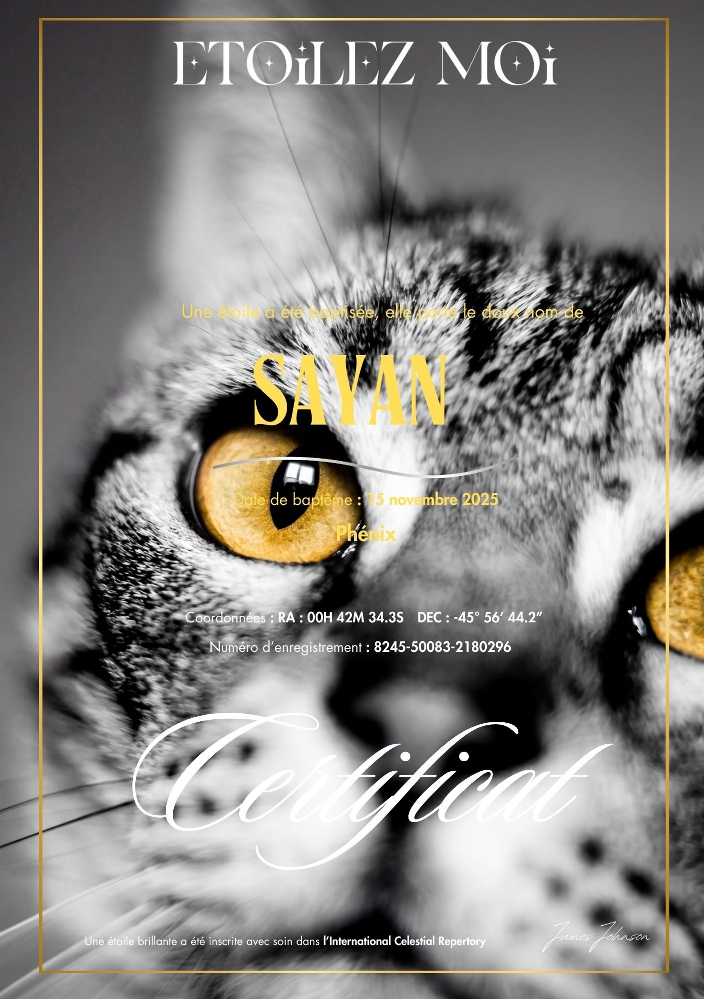 Certificat de baptême d'étoile illustré du regard d'un chat tigré aux yeux jaunes, en noir et blanc