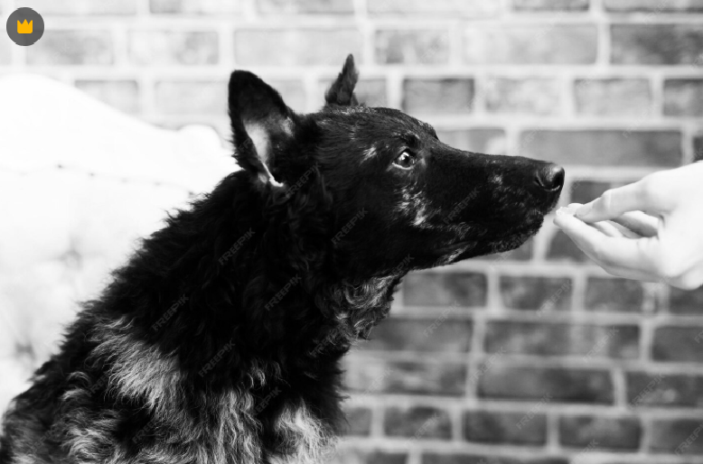 Friandise saine pour chien sans additifs