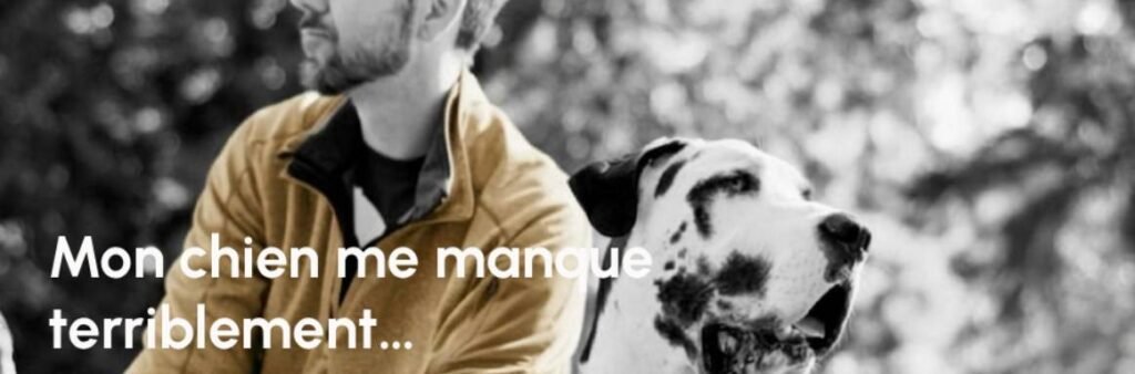 Chien assis face à un coucher de soleil mer