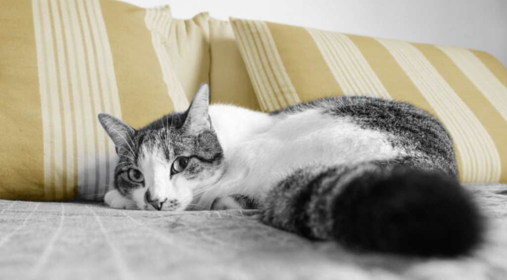 Objets familiers conservés après la perte d’un chien ou d’un chat pour rassurer l’animal restant