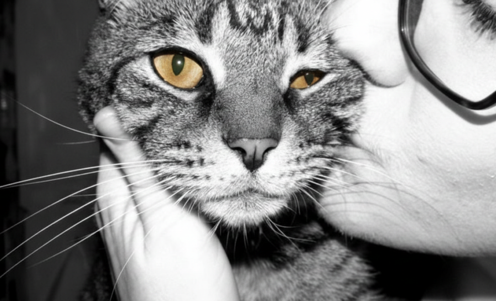 Chat reposant dans le panier partagé après la disparition d’un autre animal