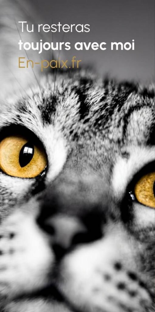 Bannière dédiée à l’univers chat, un espace de conseils et d’accompagnement pour comprendre, apaiser et honorer son chat