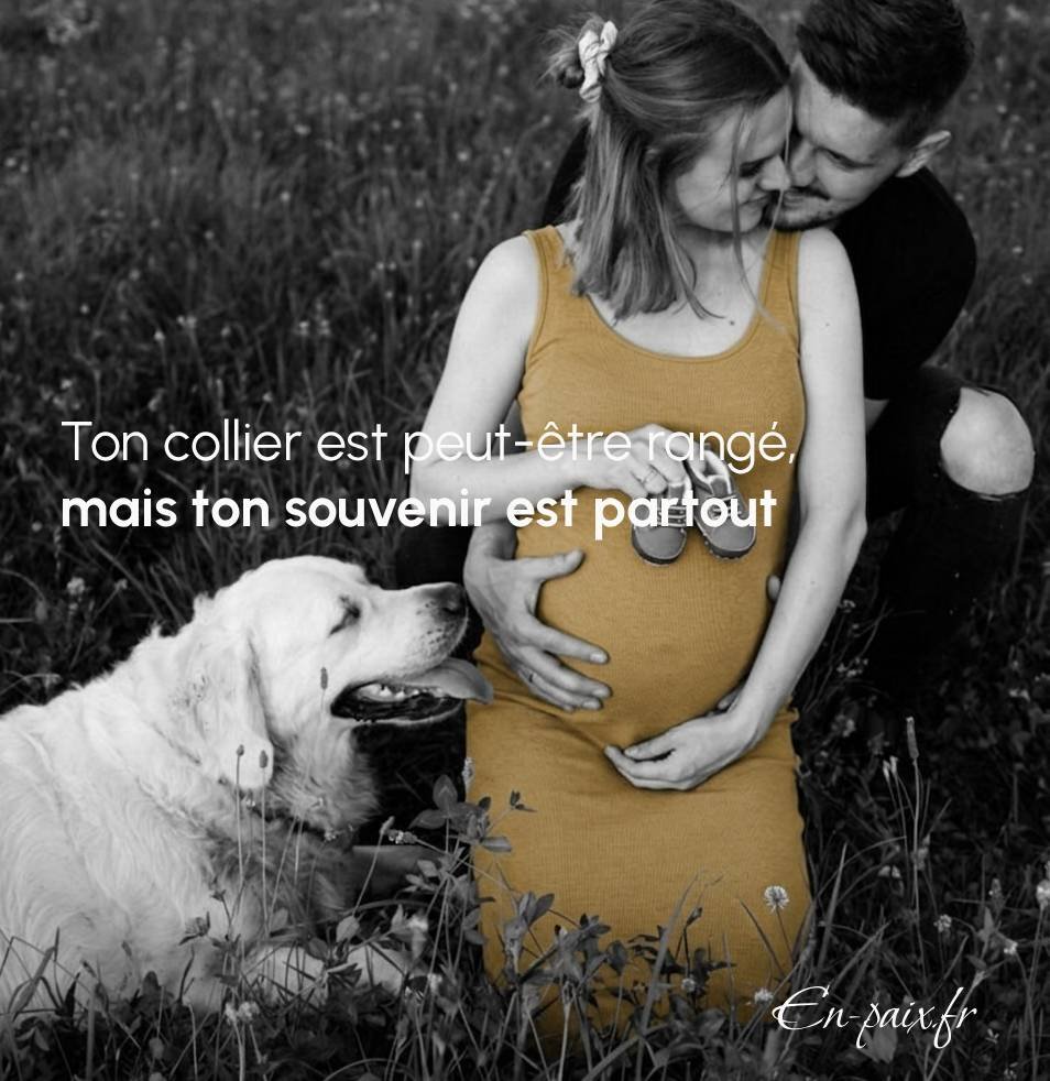 Promenade quotidienne contribuant au bien-être émotionnel du chien et du chat