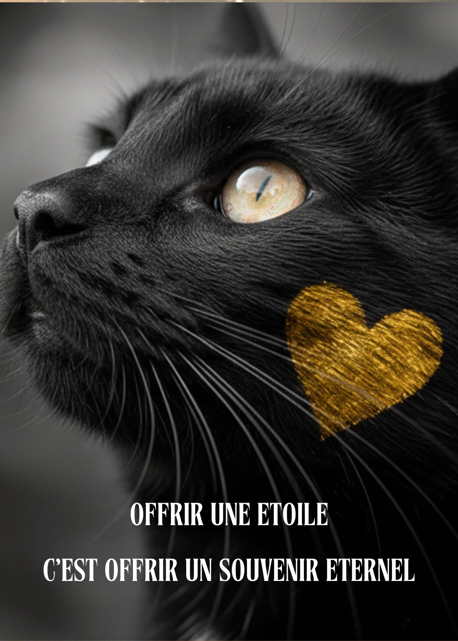 Chat noir aux yeux dorés et cœur doré, avec les mots « Offrir une étoile, c'est offrir un souvenir éternel »