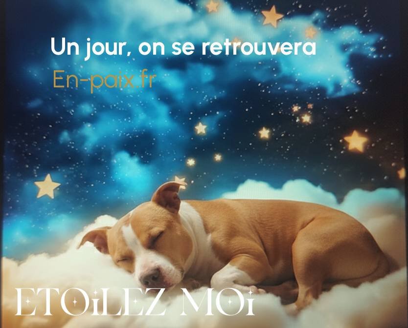 Humain partageant une routine quotidienne avec son animal