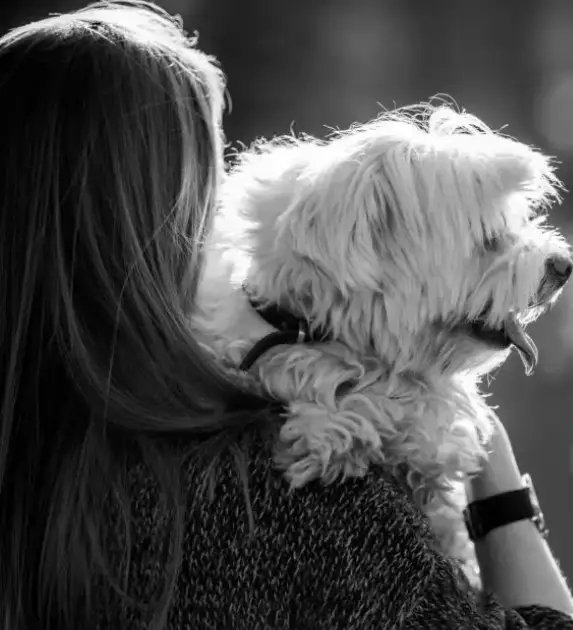 Chien autrefois présent dans la maison et ses bruits du quotidien