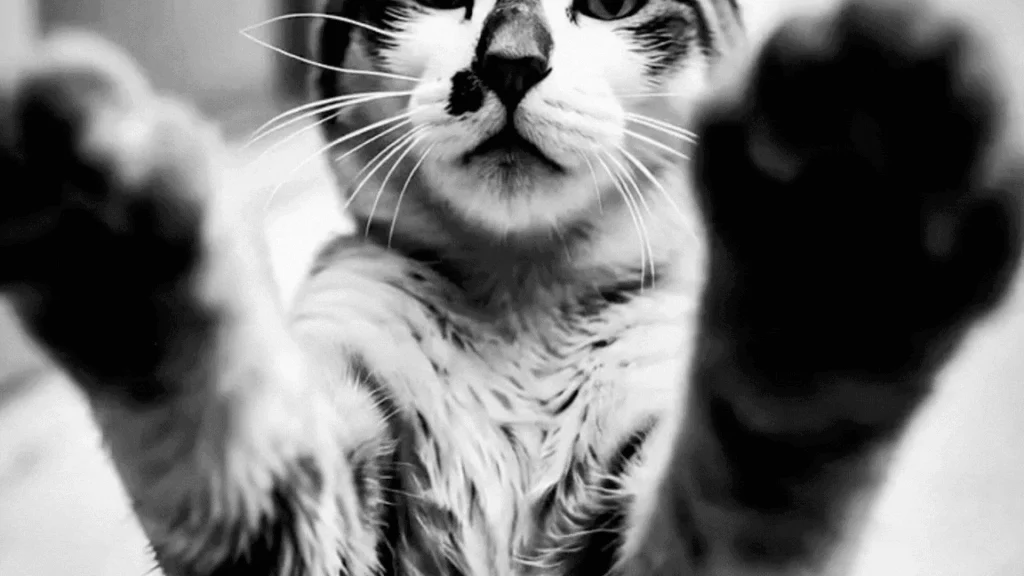 Chaton en noir et blanc dressé sur ses pattes arrière, les pattes avant tendues vers l'objectif