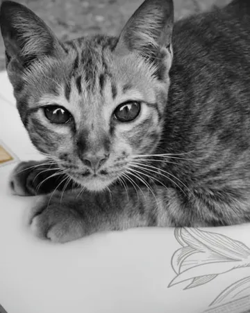 Un chat tigré curieux, posé sur un carnet ouvert, en noir et blanc