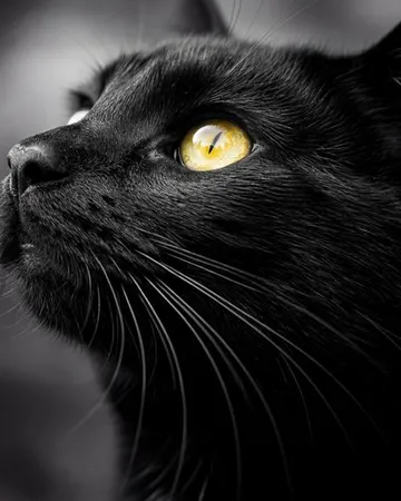 Portrait d’un chat noir à l’œil doré, le regard levé