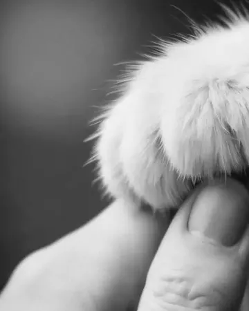 Une main tient délicatement la patte blanche d’un animal